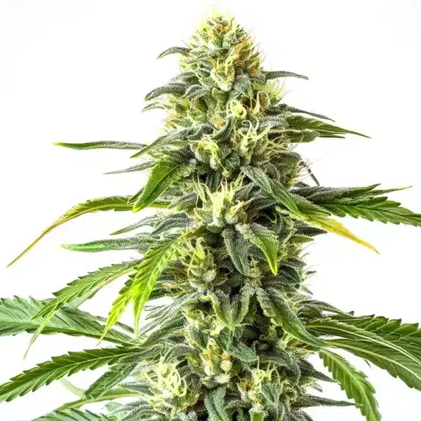 Green Crack x AK47