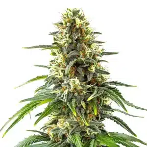 Cogollo de Green Crack x Amnesia Haze con abundante resina, pistilos claros y hojas verdes alargadas.