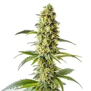 Cogollo de Green Crack x Core cubierto de resina, con flores compactas y hojas verdes finas.