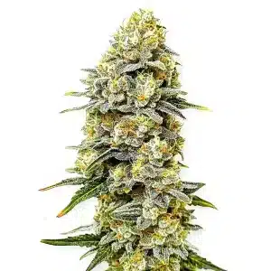Cogollo de Green Crack x Do-Si-Dos con flores densas y tricomas visibles.