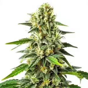 Cogollo en formación de Green Crack x Somango con pistilos blancos y hojas verdes.