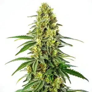 Cogollo maduro de Green Crack x Super Silver Haze con tricomas visibles y pistilos amarillos.