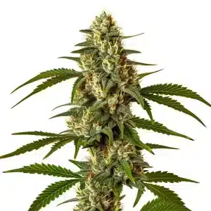 Cogollo de Green Poison cubierto de tricomas con pistilos claros y hojas verde intenso.