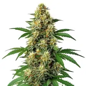 Cogollo de Green Poison Auto F1 cubierto de tricomas, con pistilos amarillos y hojas verde intenso.