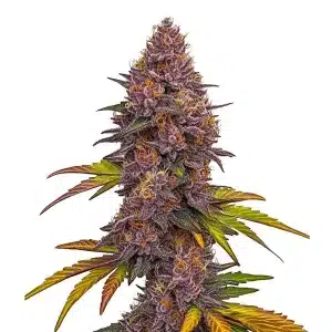 Cogollo de Grizzly Purple Auto con tonos morados intensos y tricomas abundantes.