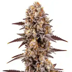 Cogollo de la variedad Gumbo cubierto de tricomas y estructura compacta típica de flores resinosas.