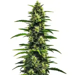 Gushers: Harzige Blüten mit dichten Buds und fruchtigem Aroma.