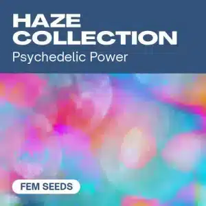 Banner de la Colección Haze con fondo psicodélico multicolor y texto promocional de semillas feminizadas.