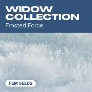 Colección Widow de semillas feminizadas.