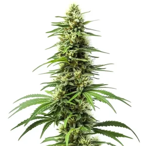 Cogollo de cannabis Harlequin con flores densas, pistilos claros y estructura sativa rica en resina.