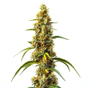 Flor de cannabis Harlequin Kimbo Kush Fast Version CBD con cogollo denso, tricomas visibles y pistilos naranja.
