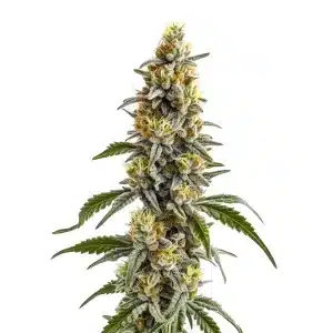Flor de cannabis Harlequin x Bubba Kush Regular con cogollo compacto, tonos verdes claros y tricomas visibles.