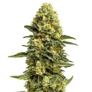 Cogollo de cannabis Hash Burger con estructura densa, tonos verdes claros, tricomas abundantes y pistilos amarillos.