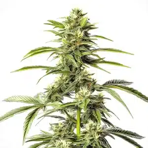 Planta de cannabis Hash Passion Regular alta y esbelta, con cogollos pequeños y hojas finas de estructura sativa.