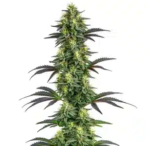 Flor de cannabis Hawaii x Purple Skunk con cogollo alargado, hojas oscuras y pistilos amarillos sobre estructura densa.