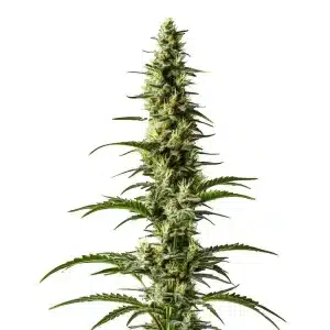 Cogollo de Hawaii x Purple Skunk Regular cubierto de tricomas, pistilos claros y tonalidades verdes bajo luz cálida.