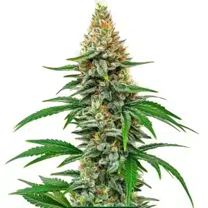Cogollo de cannabis Hawaiian Snow con estructura alta, tricomas abundantes, pistilos naranja y hojas estrechas.