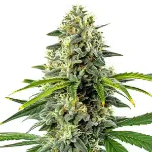 Cogollo de Haze Autoflower con abundantes tricomas, pistilos claros y tonos verdes intensos bajo luz blanca.