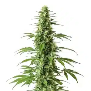 Planta de Haze CBD (1:1) con cogollo alargado, flores verde claro y hojas finas típicas de estructura sativa.