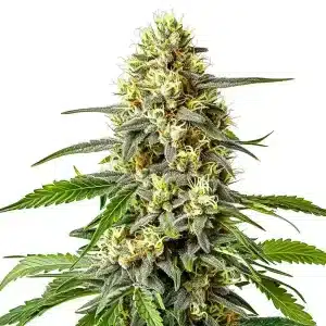 Cogollo de Haze XL Auto con flores compactas, hojas verde intenso y pistilos visibles bajo iluminación brillante.
