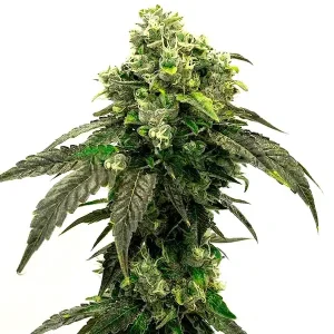 Cogollo de Hindu Kush con hojas oscuras, flores densas y tricomas abundantes en una estructura compacta.