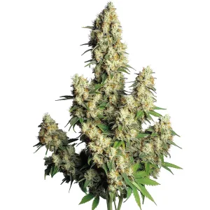 Planta de Hindu Kush Auto con numerosos cogollos densos cubiertos de tricomas y hojas verdes en estructura ramificada.