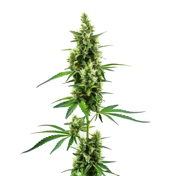 Hindu Kush Regular