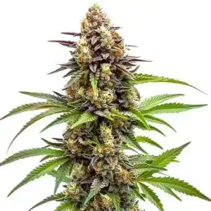 Ice Cream x SFV OG: Cogollo compacto con tonos púrpura.