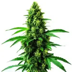 Irish Cream: Cogollo verde denso y altamente resinoso,