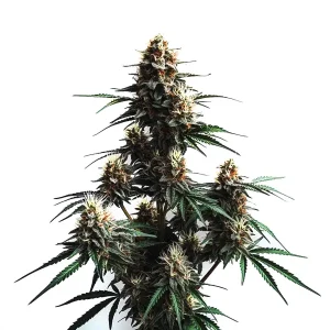 Jack Herer Auto: Cogollos resinosos y estructura robusta.