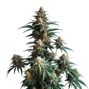 Jack Herer Fast Version: Cogollos resinosos y floración rápida.