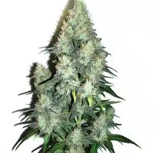 Jack Herer x Cinderella 99 Auto: Cogollos resinosos y compactos.