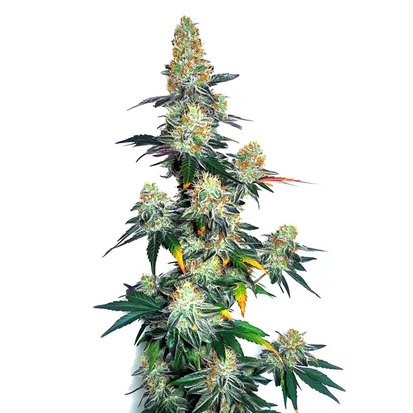 Jack Herer x GG Auto