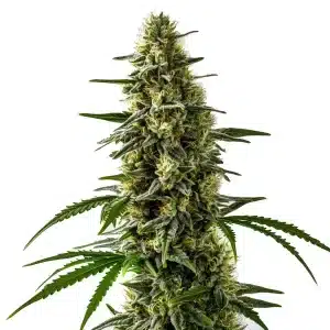 Jack Herer x Skunk: Cogollo compacto y muy resinoso.