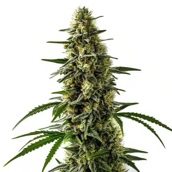 Jack Herer x Skunk