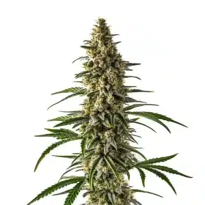Jack Herer x Super Skunk: Cogollo denso y muy resinoso.