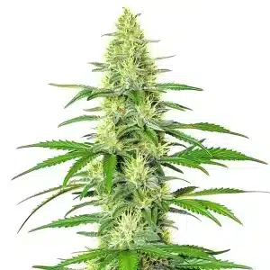 Jack Herer x White Widow Auto: Flor compacta y brillante.