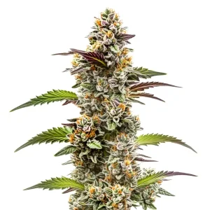 Jungle Breath: Cogollos densos con resina y tonos morados.