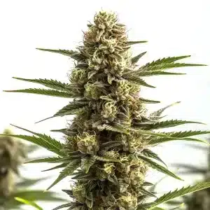 Jungle Wreck: Cogollo resinosa con tonos verdes y ámbar.