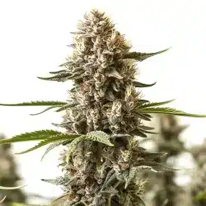 Kabrales: Cogollo resinoso con genética estable y potente.