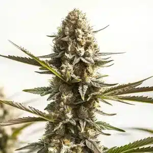 Kabrales Auto: Planta compacta con floración rápida y estable.