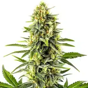 Kali Mist:Cogollo denso con resina abundante y genética sativa.