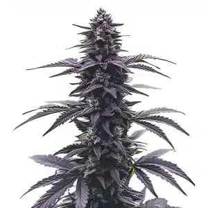 Key Lime Jack: Cogollo morado denso con resina y aroma cítrico.