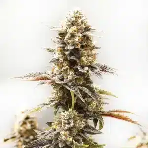 Koji: Cogollo morado y resinoso con genética premium.