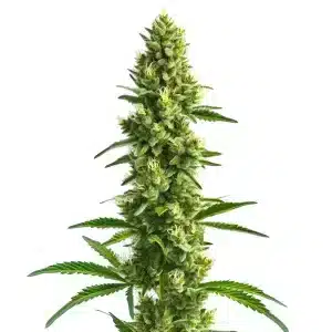 Kosher Kush: Cogollo alargado y resinoso con genética potente.