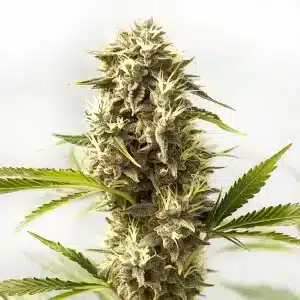 Kosher Kush x Tangerine: Cogollo resinoso con matices cítricos.