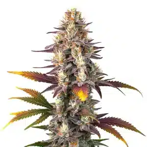 Kush Mints Regular: Cogollo resinoso con genética potente.