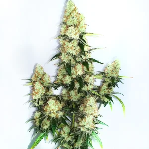 Kush XL Auto: Planta autofloreciente con cogollos grandes y resinosos.