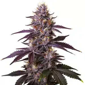 Kushberry: Cogollo resinoso con aromas dulces y afrutados.