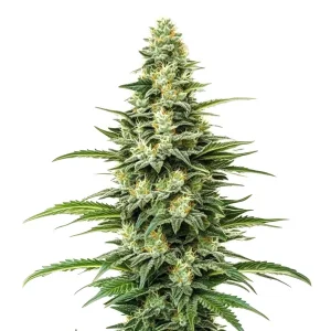 Kyle's Skywalker OG: Cogollo alargado y resinoso con genética OG.